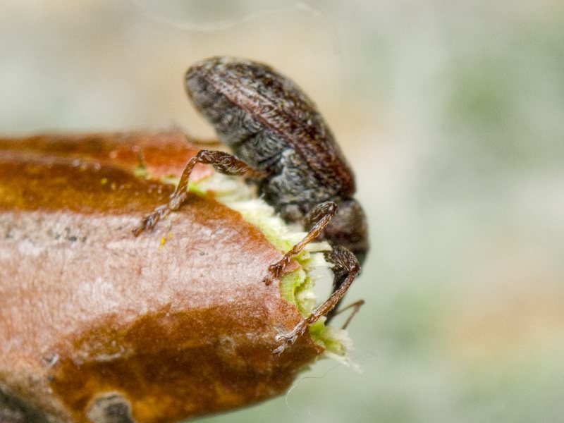 Anthonomus (Anthonomus) pomorum (Linnaeus, 1758)